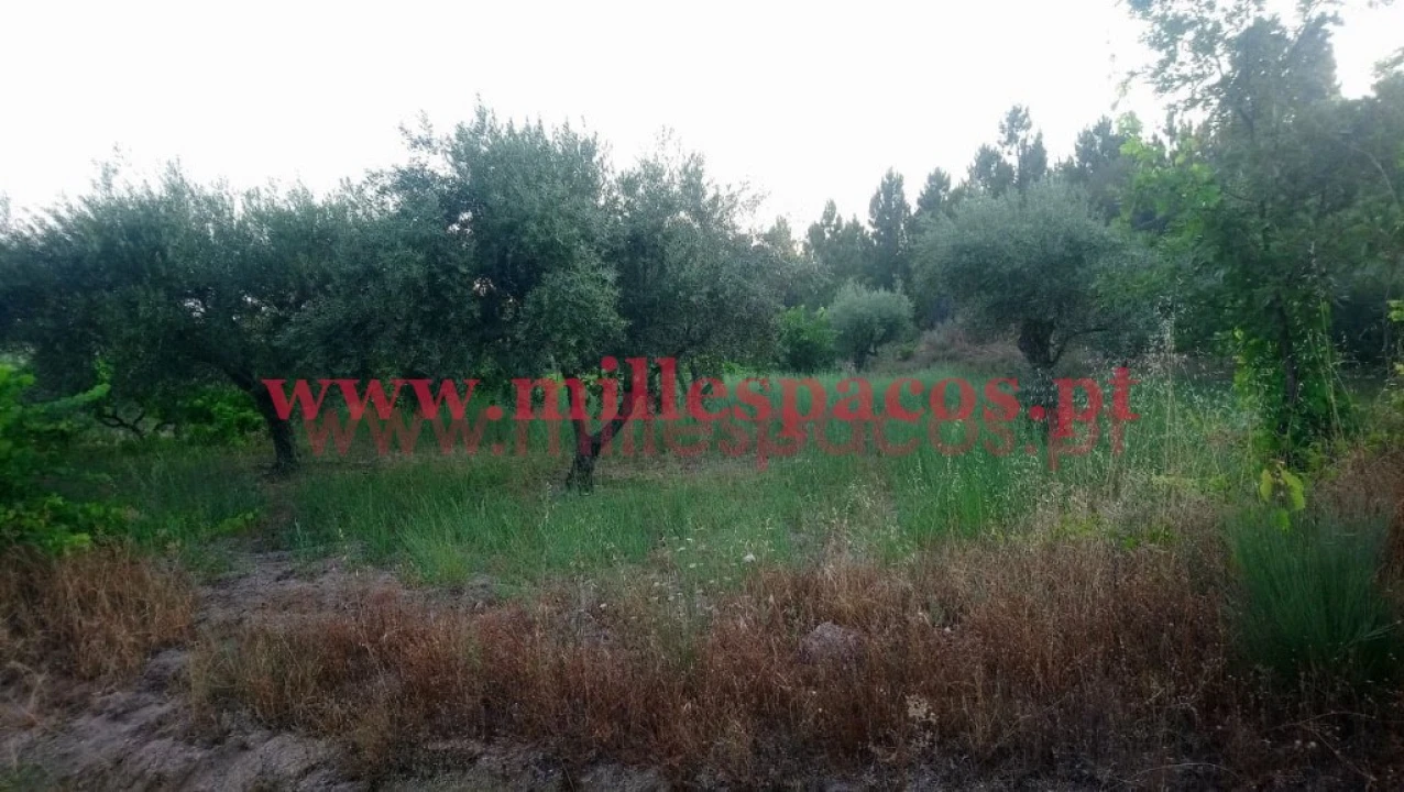 Terreno para Venda em Ferro Foto 3