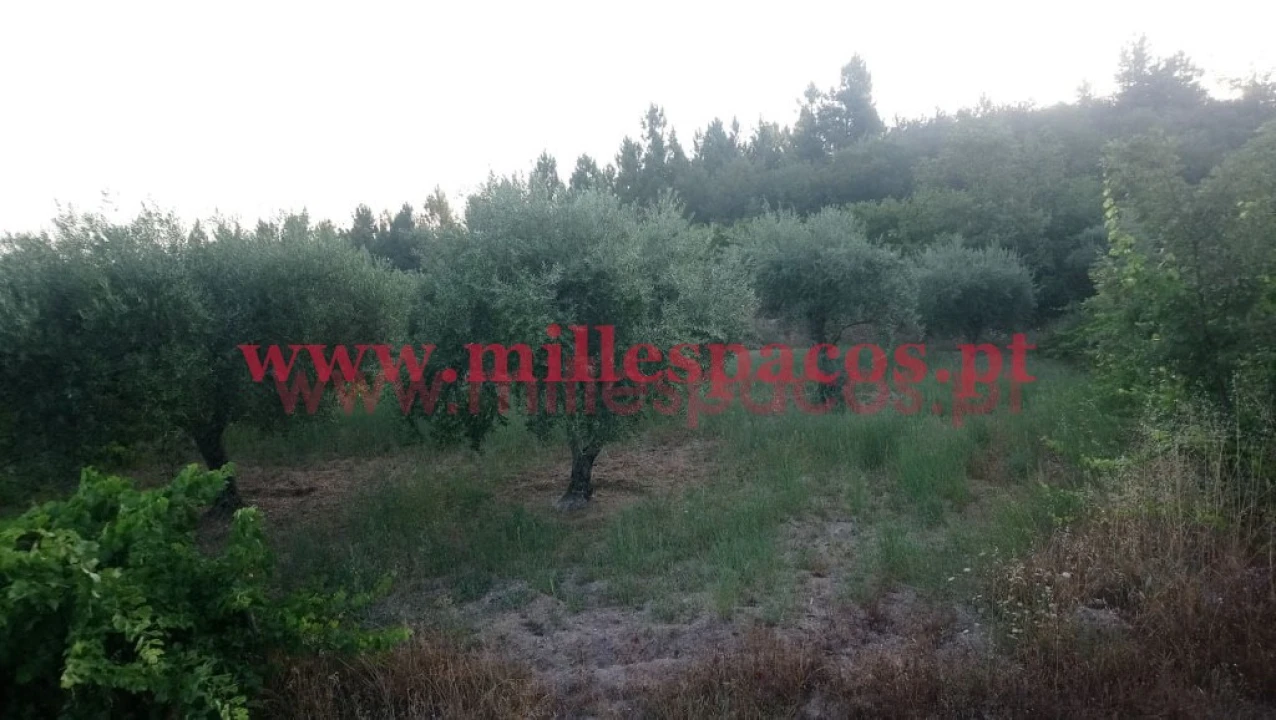 Terreno para Venda em Ferro Foto 6