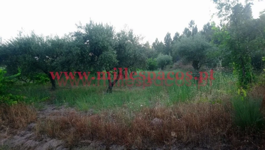 Terreno para Venda em Ferro Foto 3