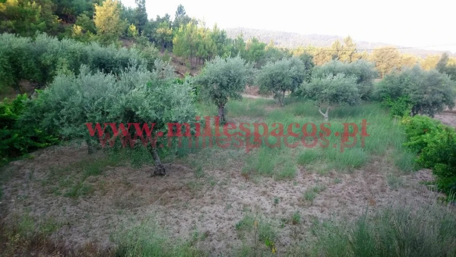 Terreno para Venda em Ferro Foto 9