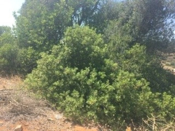 Terreno para Venda em Lagoa e Carvoeiro Foto 12