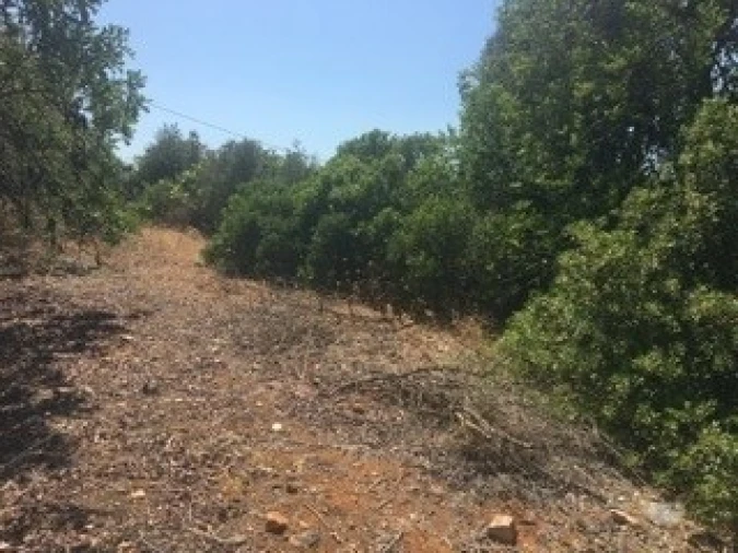 Terreno para Venda em Lagoa e Carvoeiro Foto 10