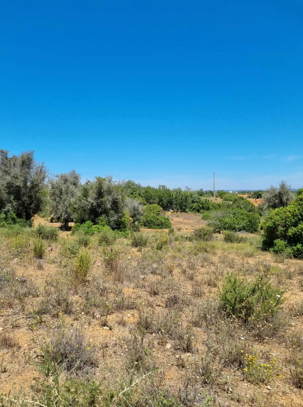 Terreno para Venda em Armação de Pera Foto 5