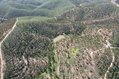 Terreno para Venda em Silves