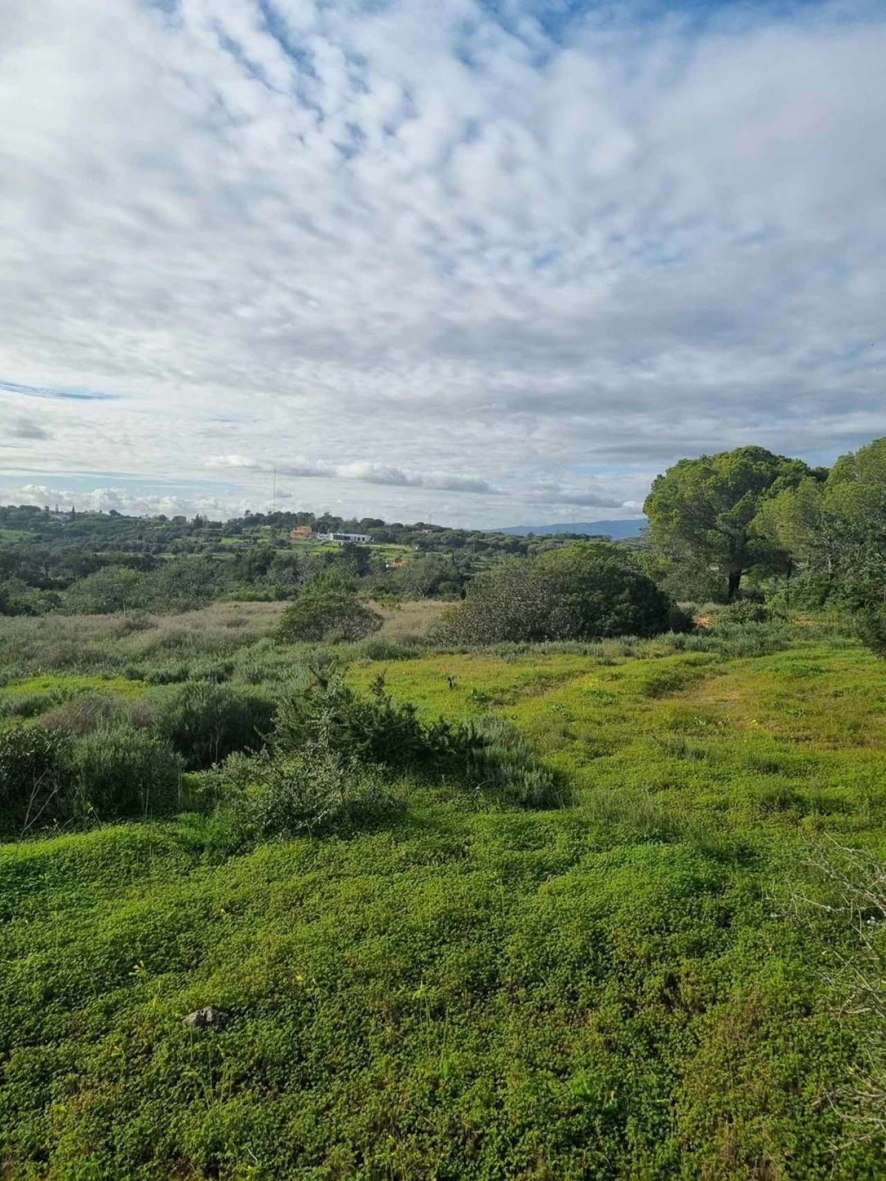 Terreno para Venda em Porches Foto 3