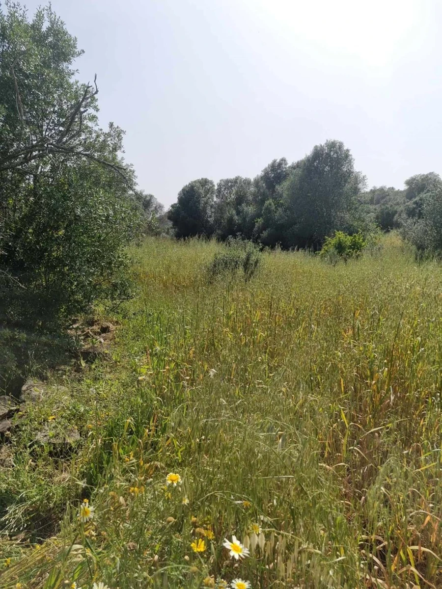 Terreno para Venda em Silves Foto 3