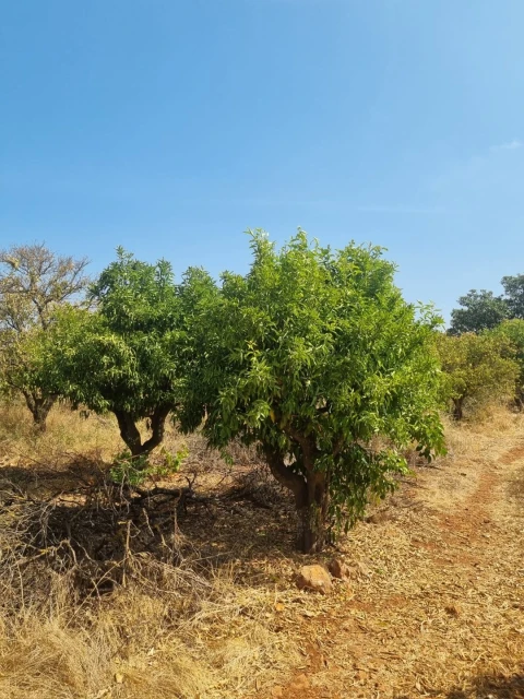 Terreno para Venda em Silves