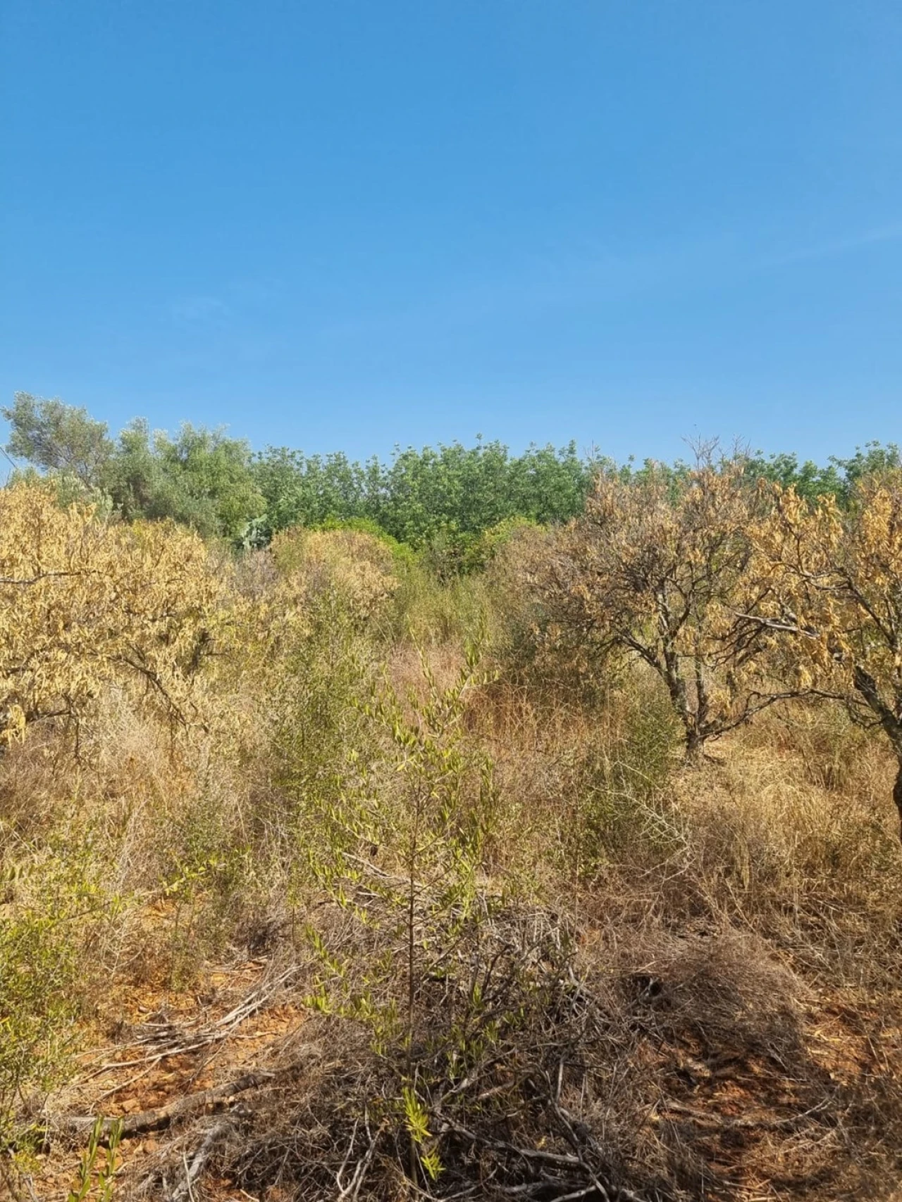 Terreno para Venda em Silves Foto 7