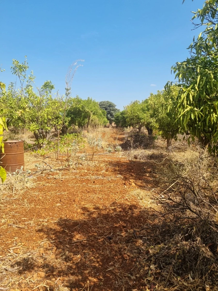 Terreno para Venda em Silves Foto 2