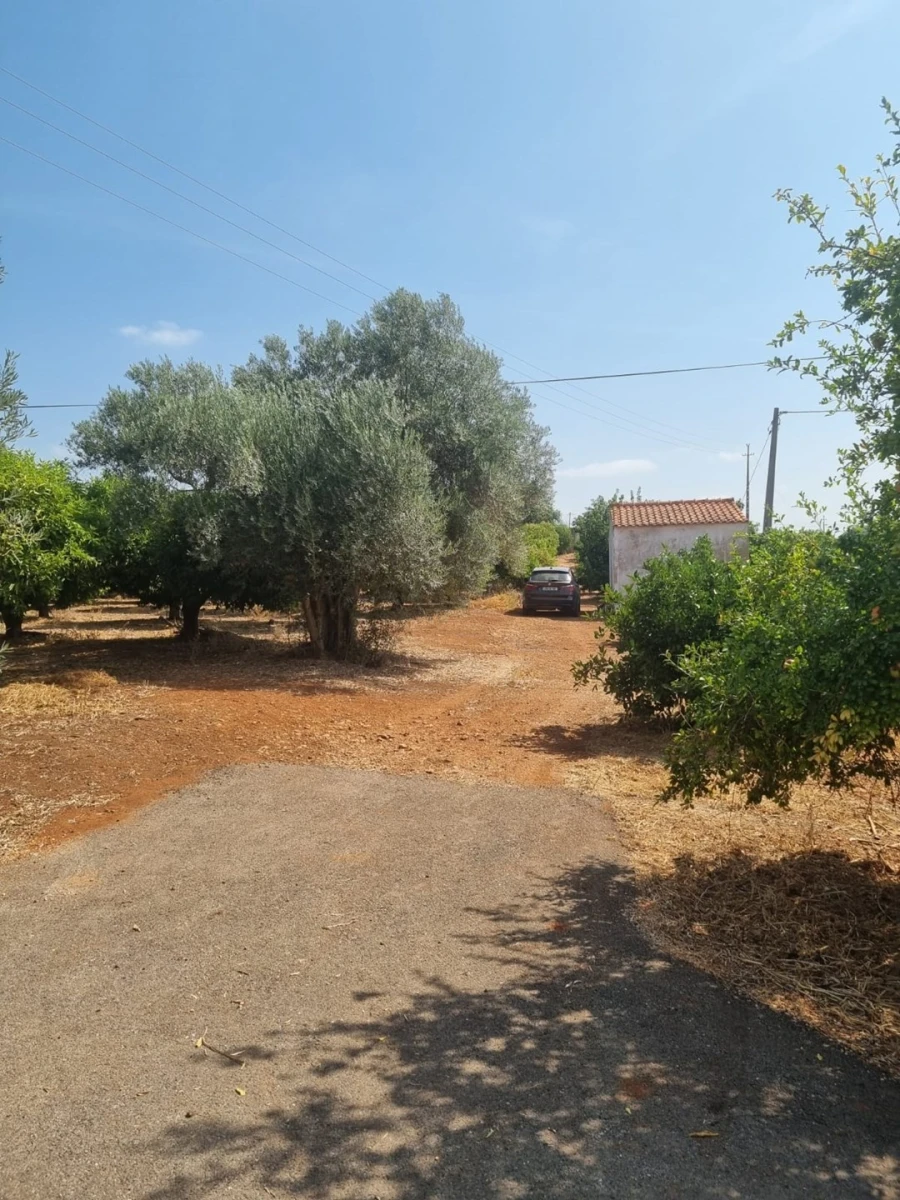 Terreno para Venda em Silves Foto 3