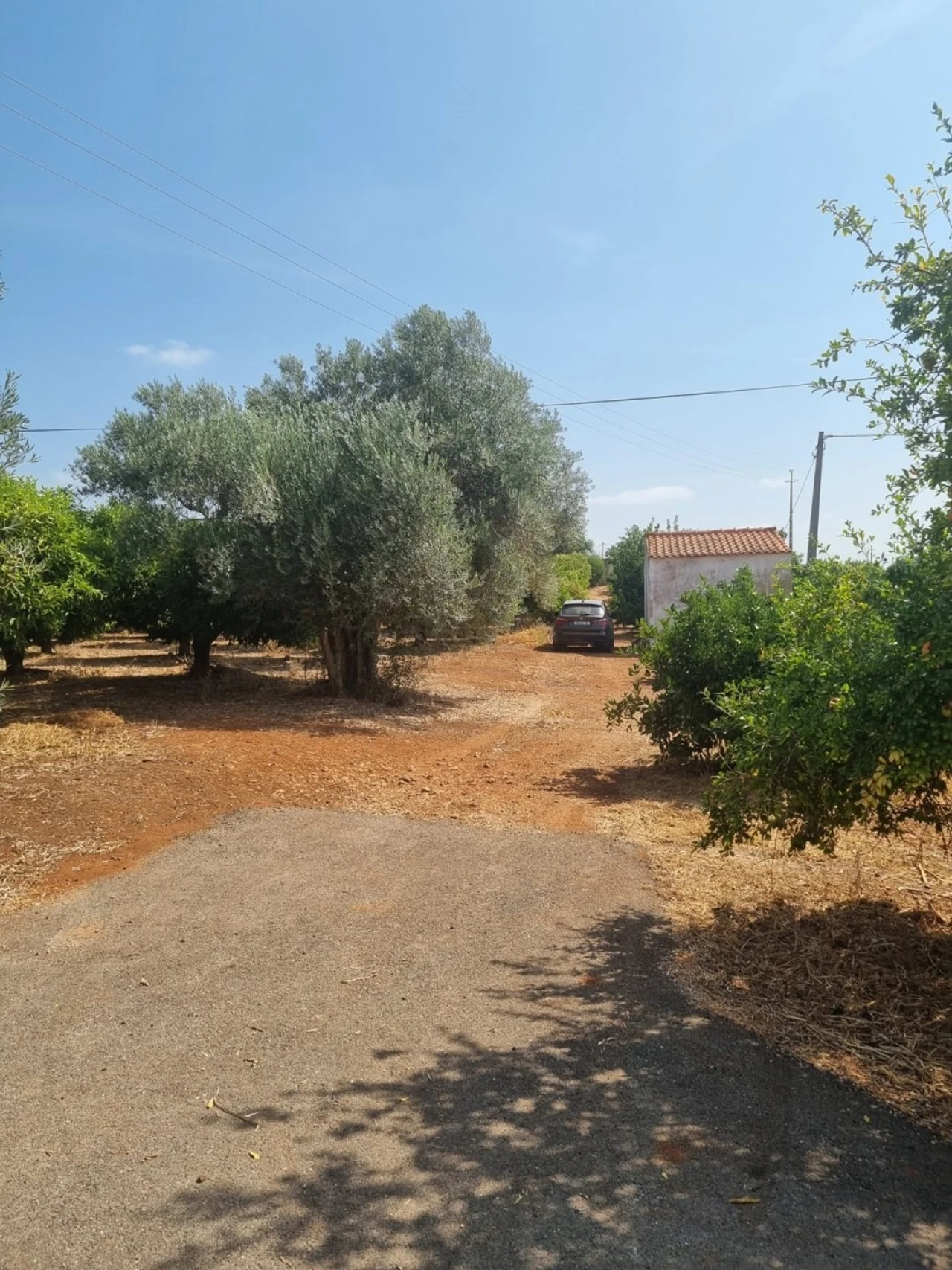 Terreno para Venda em Silves Foto 3