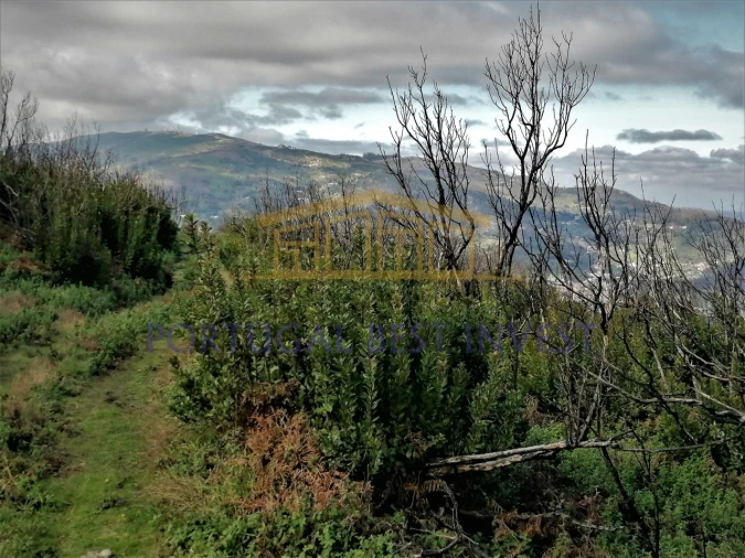Terreno Misto para Venda em Monchique Foto 12