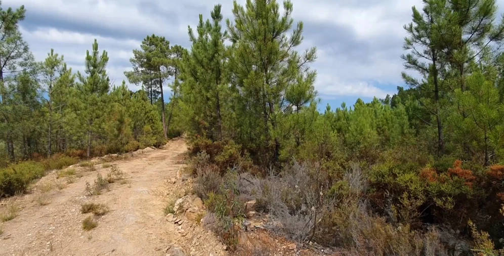 Quinta T0 para Venda em Santo Andre das Tojeiras Foto 9