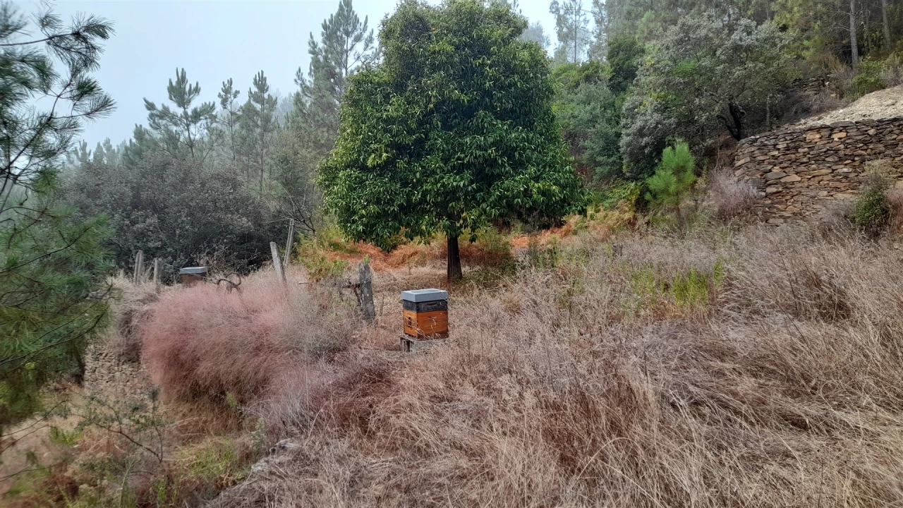 Terreno Agricola ou Rústico para Venda em Santo Andre das Tojeiras Foto 7
