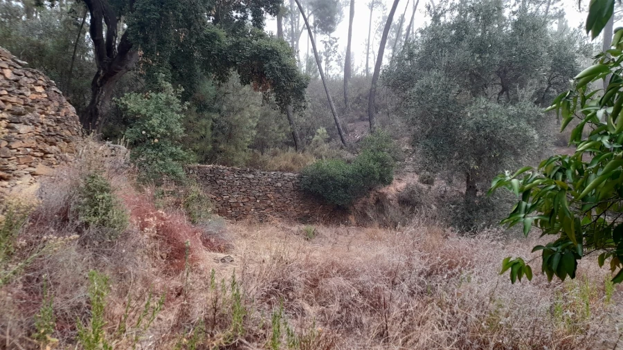 Terreno Agricola ou Rústico para Venda em Santo Andre das Tojeiras Foto 6