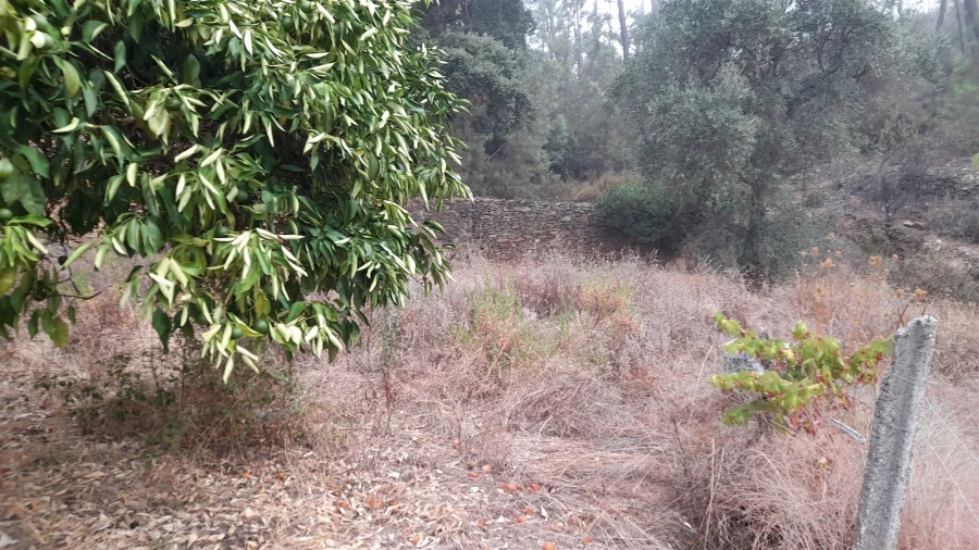 Terreno Agricola ou Rústico para Venda em Santo Andre das Tojeiras Foto 2