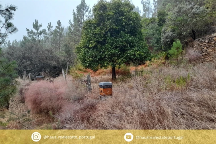 Terreno Agricola ou Rústico para Venda em Santo Andre das Tojeiras Foto 1