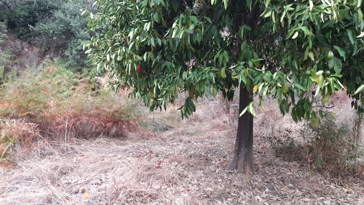 Terreno Agricola ou Rústico para Venda em Santo Andre das Tojeiras Foto 3