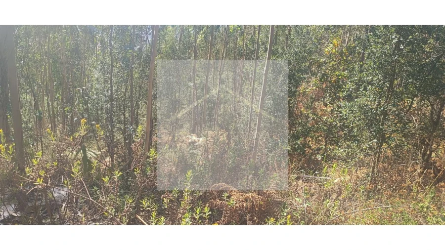 Terreno para Venda em Valongo Foto 14