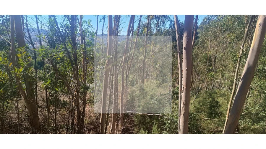 Terreno para Venda em Valongo Foto 15