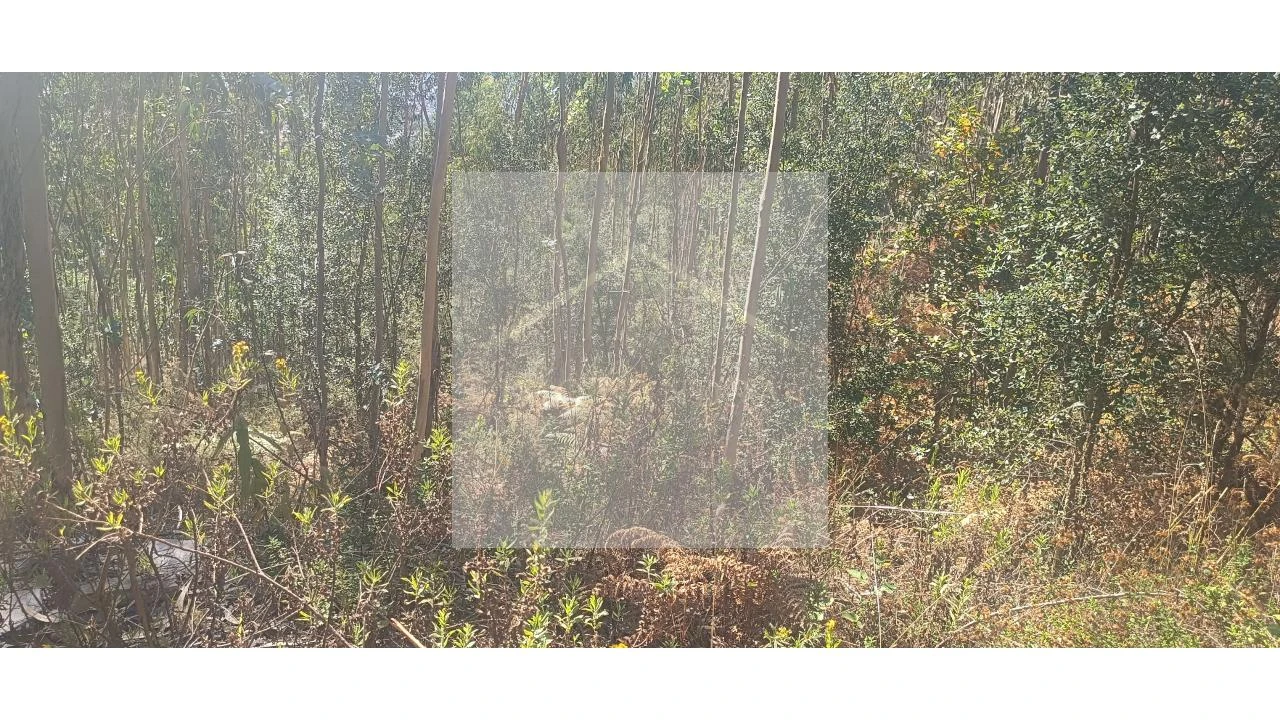 Terreno para Venda em Valongo Foto 14