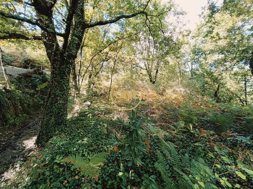 Terreno para Venda em Souto Foto 6