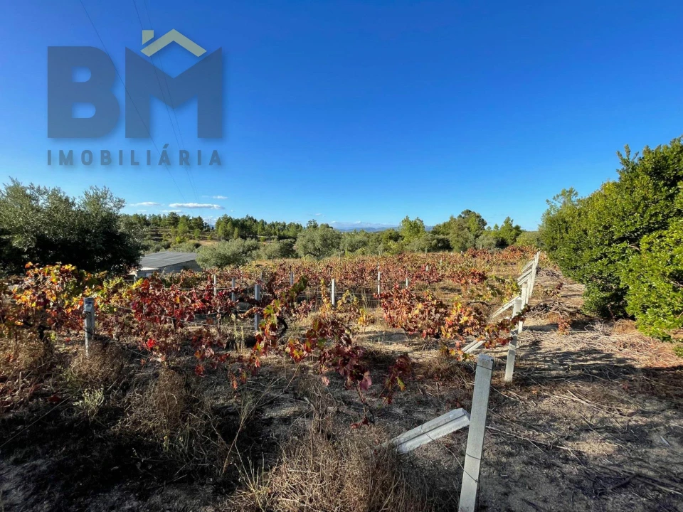 Quinta T0 para Venda em Freixial e Juncal do Campo Foto 24