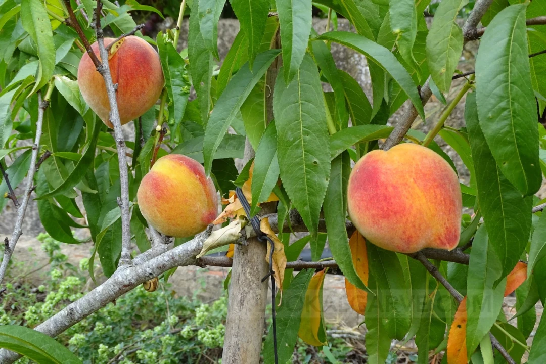 Quinta T4 para Venda em Mexilhoeira Grande Foto 22