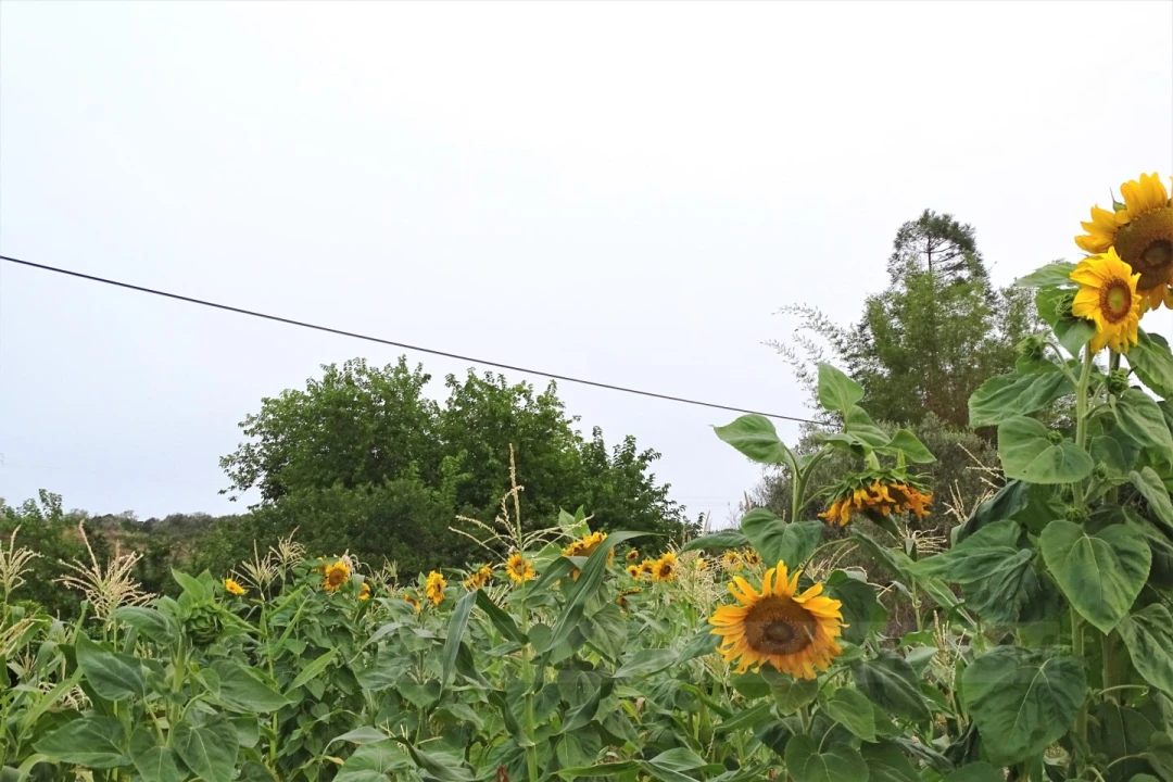 Quinta T4 para Venda em Mexilhoeira Grande Foto 13