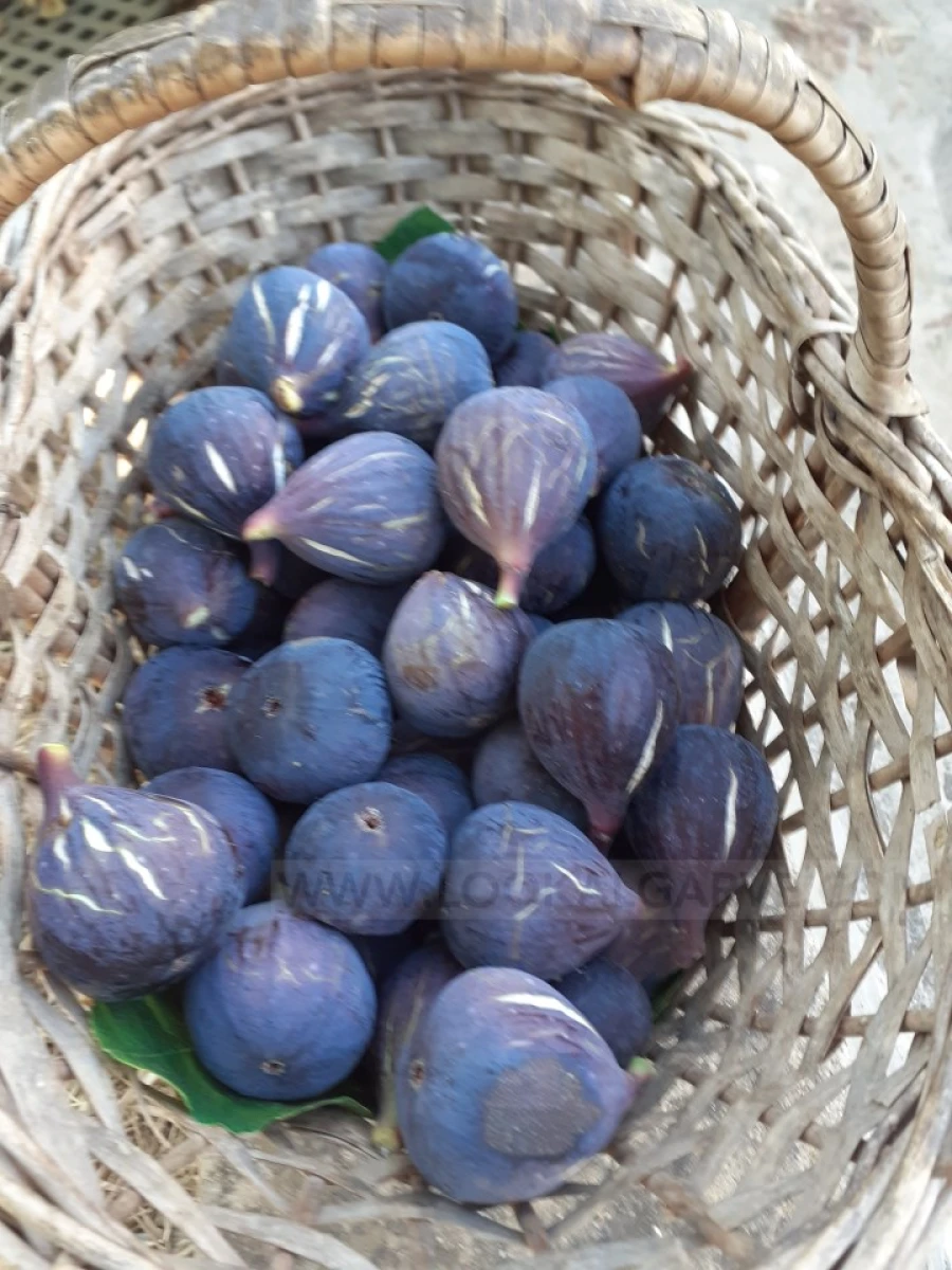 Quinta T4 para Venda em Mexilhoeira Grande Foto 20