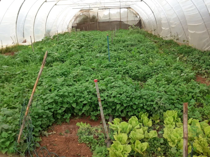 Quinta T4 para Venda em Mexilhoeira Grande Foto 8