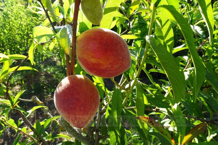 Quinta T4 para Venda em Mexilhoeira Grande Foto 21