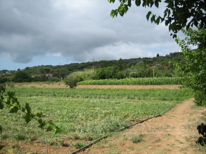 Quinta T4 para Venda em Mexilhoeira Grande Foto 12