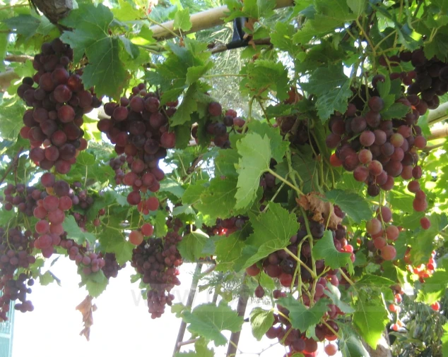 Quinta T4 para Venda em Mexilhoeira Grande Foto 23