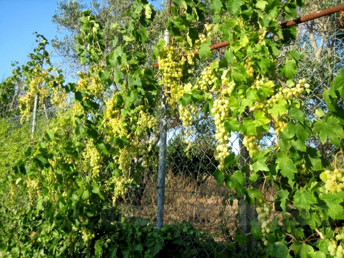 Quinta T4 para Venda em Mexilhoeira Grande Foto 24