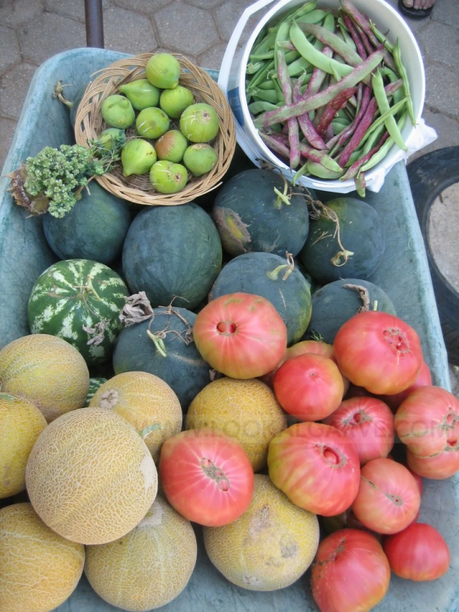 Quinta T4 para Venda em Mexilhoeira Grande Foto 25