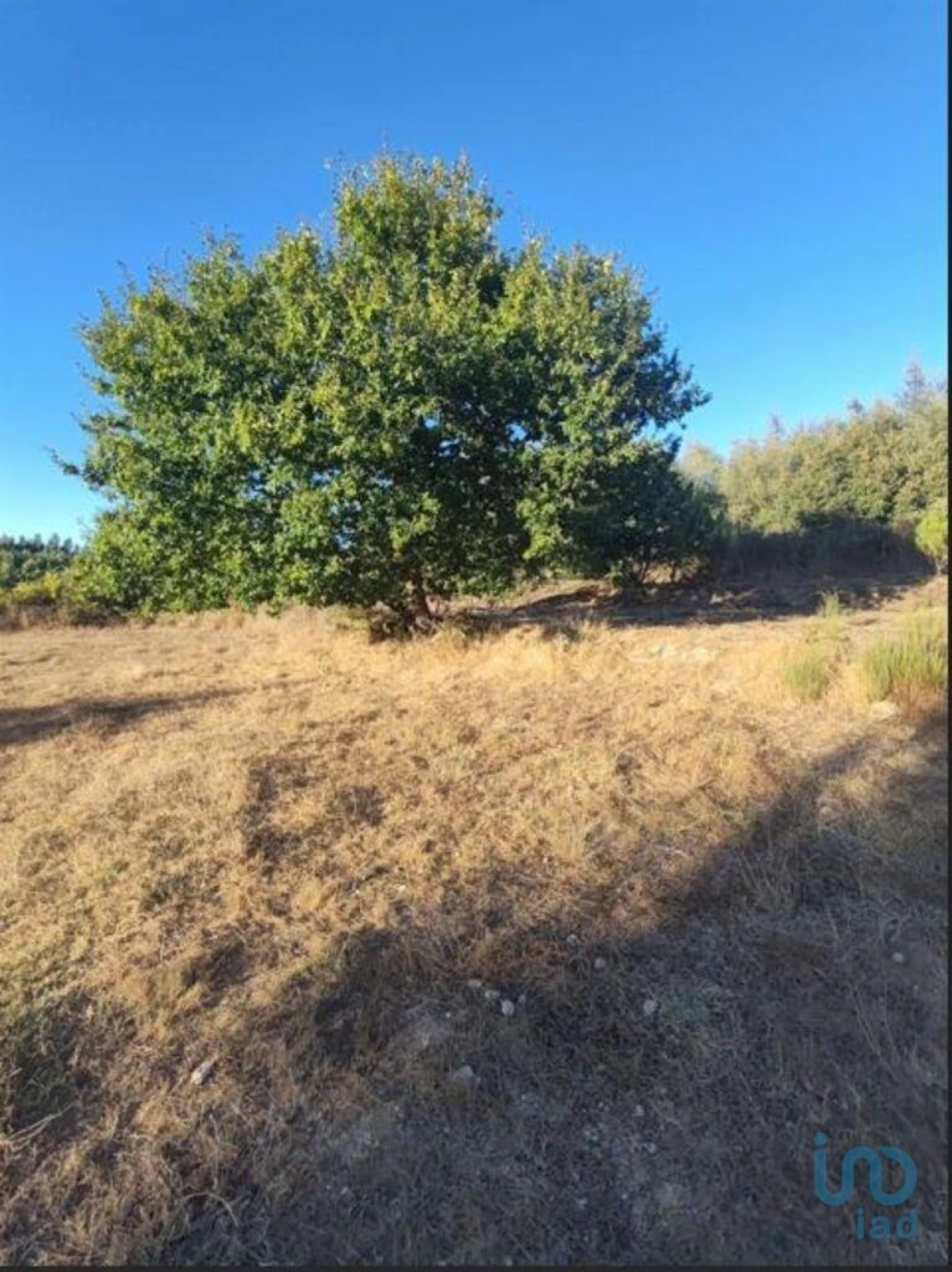 Terreno para Venda em Seixo da Beira Foto 6