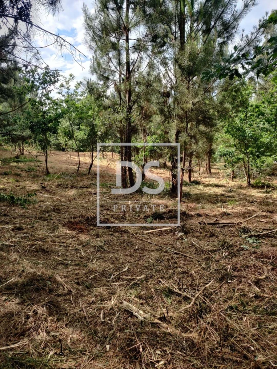 Terreno Agricola ou Rústico para Venda em Castelões Foto 6