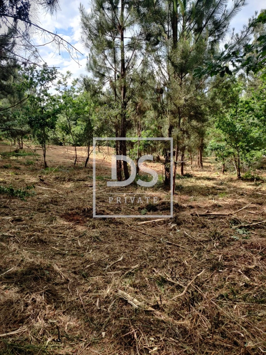 Terreno Agricola ou Rústico para Venda em Castelões Foto 20