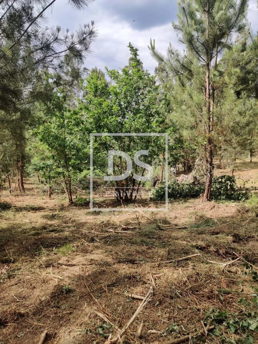 Terreno Agricola ou Rústico para Venda em Castelões Foto 12