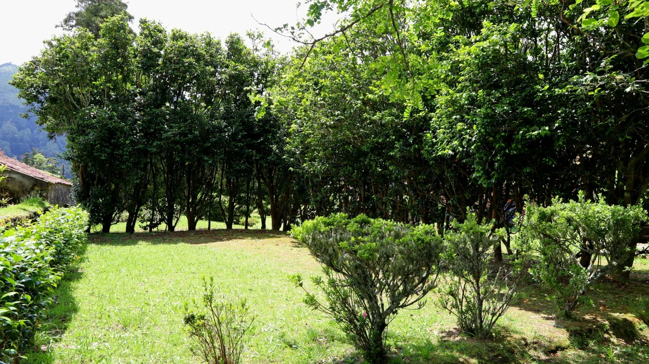Terreno para Venda em Sete Cidades Foto 7