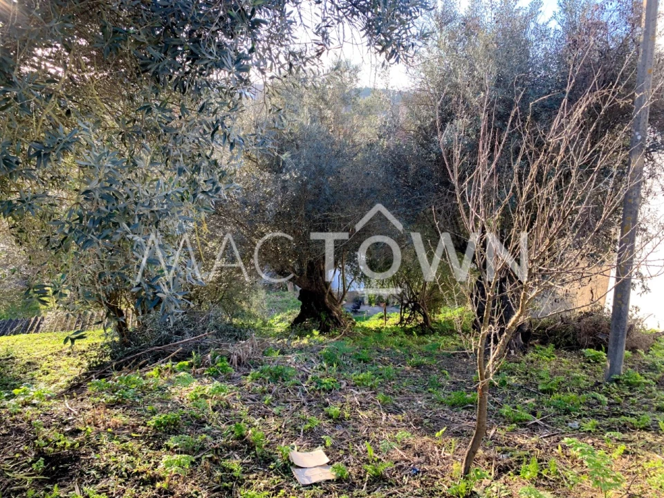 Terreno para Venda em Torres Novas (São Pedro), Lapas e Ribeira Branca Foto 10