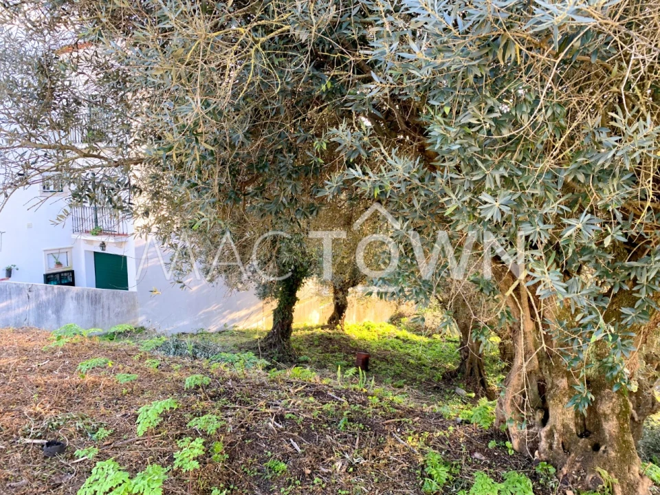 Terreno para Venda em Torres Novas (São Pedro), Lapas e Ribeira Branca Foto 1