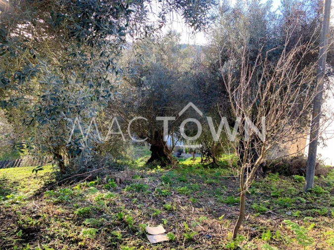 Terreno para Venda em Torres Novas (São Pedro), Lapas e Ribeira Branca Foto 10