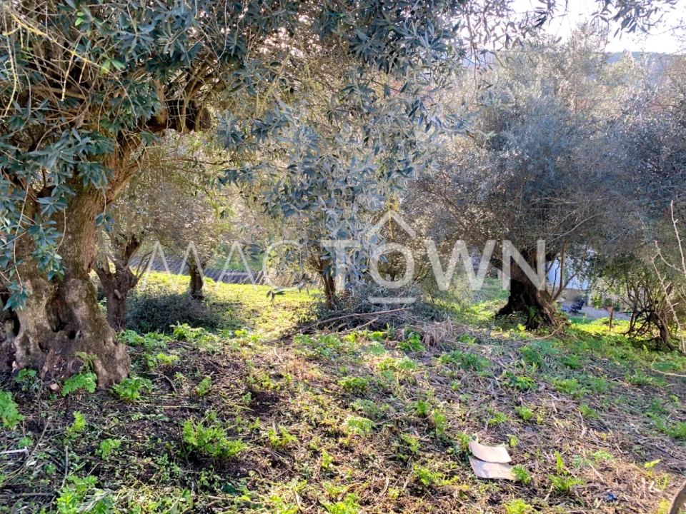 Terreno para Venda em Torres Novas (São Pedro), Lapas e Ribeira Branca Foto 1