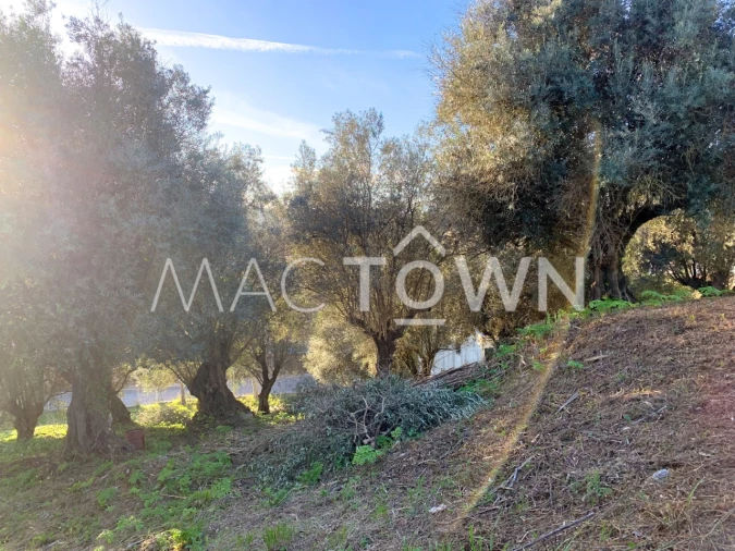 Terreno para Venda em Torres Novas (São Pedro), Lapas e Ribeira Branca Foto 16