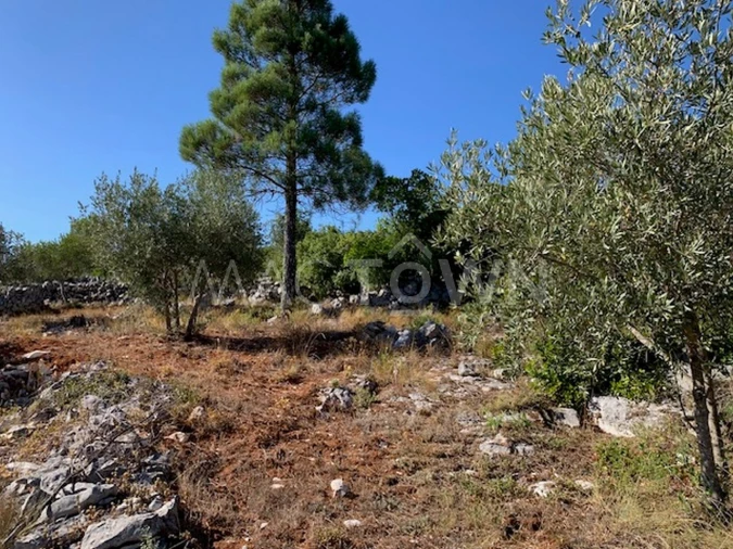 Terreno para Venda em Mira de Aire Foto 21