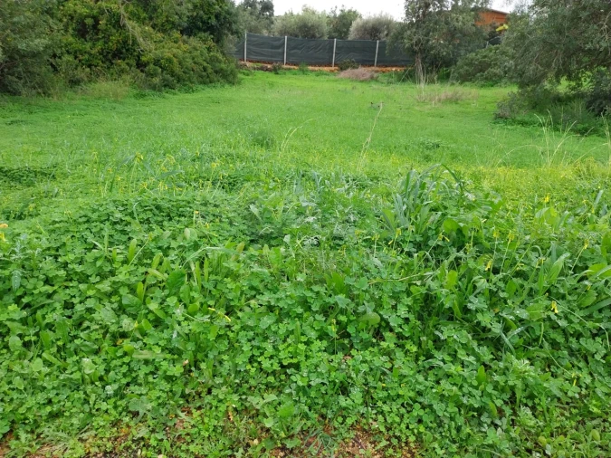 Terreno para Venda em Albufeira e Olhos de Água Foto 10