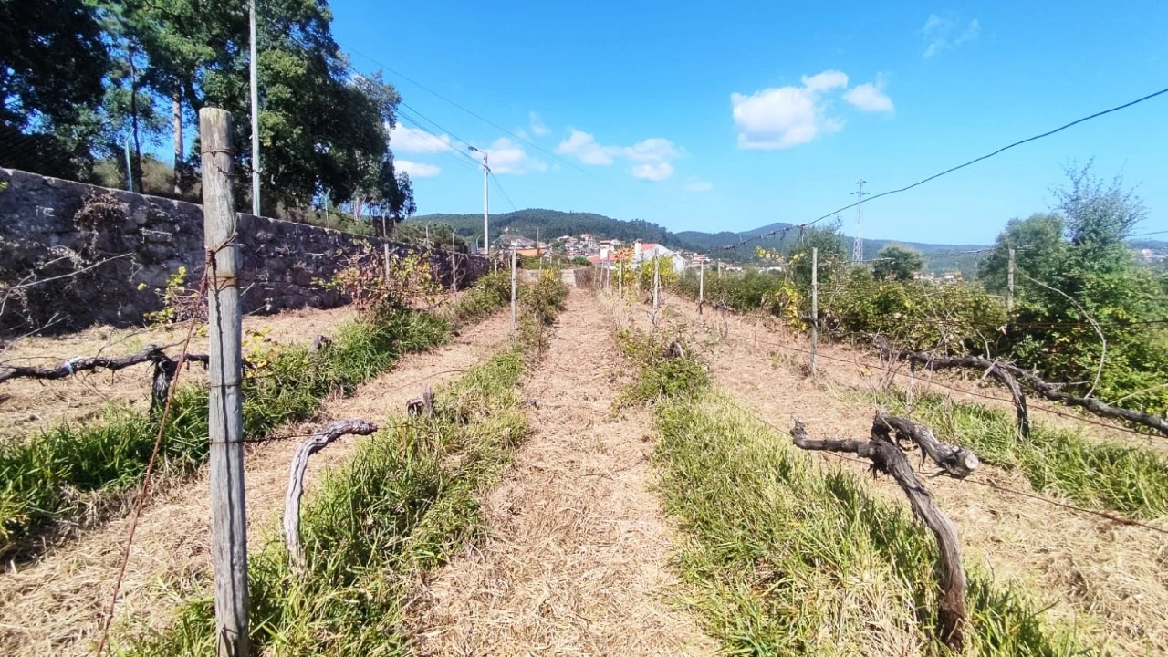Quinta para Venda em Palmeira de Faro e Curvos Foto 6