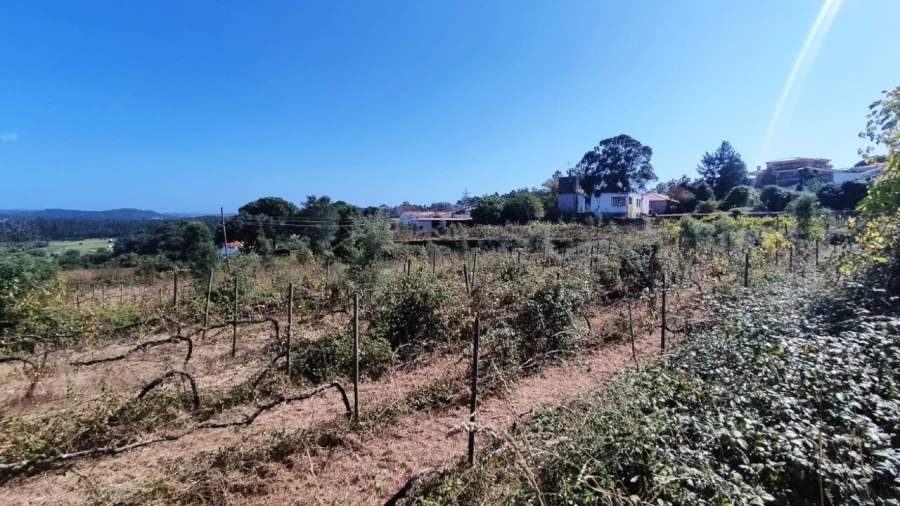 Quinta para Venda em Palmeira de Faro e Curvos Foto 3